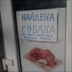 собака.jpg